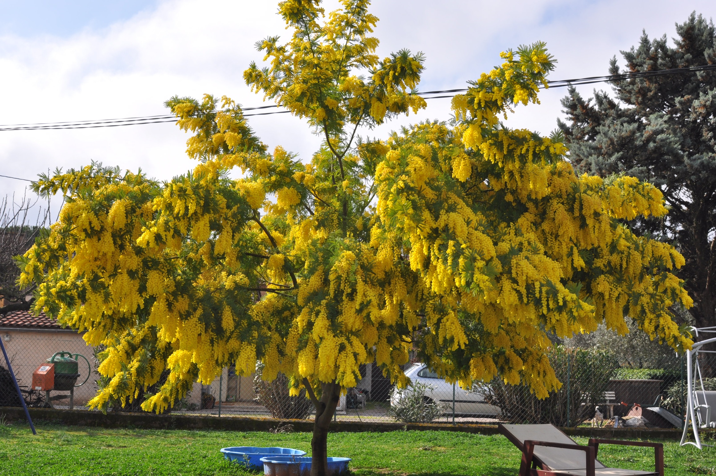 Nghẹt thở với sắc hoa mimosa