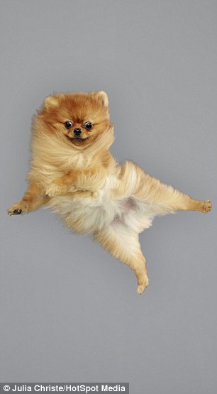 a Spitz dog flies through the air