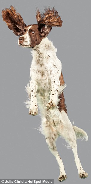 This springer spaniel flies through the air