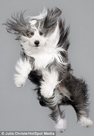 An adorable bearded collie