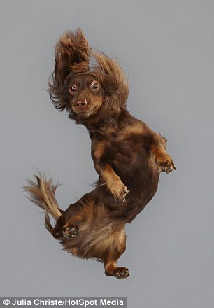 a Dachshund flies through the air