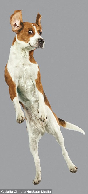 A beagle strikes its best pose