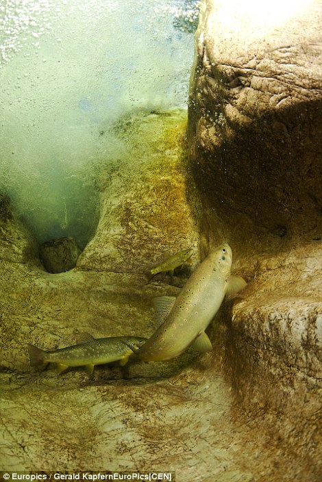 Pic shows: Freshwater trout in the Mitterweissenbach.\n\nSpectacular images that show how a summer park becomes a lake each spring complete with underwater trees have been captured by two divers.\n\nThe snaps were taken at the Gruener See, or Green Lake as it is called in English, located in the southern Austrian province of Styria.\n\nDuring the summer and late winter the lake, located near the town of Tragoss at the foot of the snow-capped Hochschwab mountains, is only around a metre deep and the surrounding area is part of the country park. It is a favourite location for hikers and campers, but all of it vanishes underwater in the spring when the winter snow starts to melt, sending waters flooding down from the nearby mountain range.\n\nTrees have adapted to being underwater for upwards of a month every year at a time, with the water typically around 12-metres-deep through most of the spring.\n\nAnd as these spectacular images show it creates an eerie landscape which in the crystal