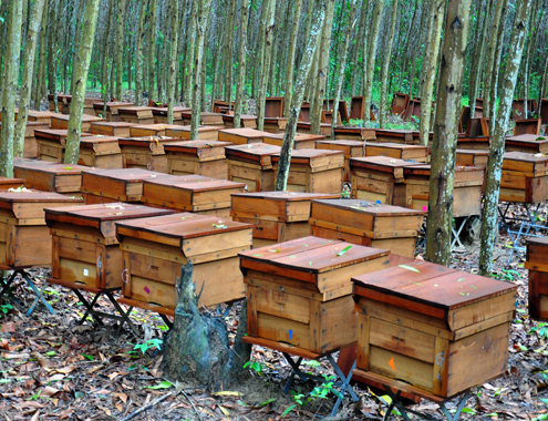 Tháng 7 năm nay, anh Tân Hữu Nhân ở Ấp Tân Phong, Thị xã Long Khánh (Đồng Nai) di cư 1.650 đàn ong về săn mật keo lá tràm, bạch đàn, chia làm ba trang trại ở các huyện vùng cao Quảng Ngãi. Trung bình mỗi năm, gia đình anh Nhân chi 700 triệu đồng thuê xe tải để di cư đàn ong đi săn mật qua 5 tỉnh, thành gồm: Đồng Nai, Bình Phước, Đắk Lắk, Bắc Giang và Quảng Ngãi.