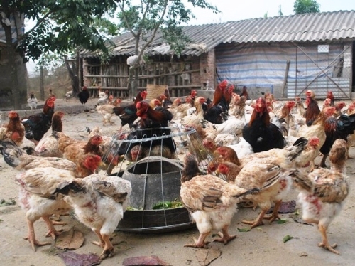 Gà Móng Tiên Phong, giống gà nuôi duy nhất có trong sách đỏ Việt Nam.