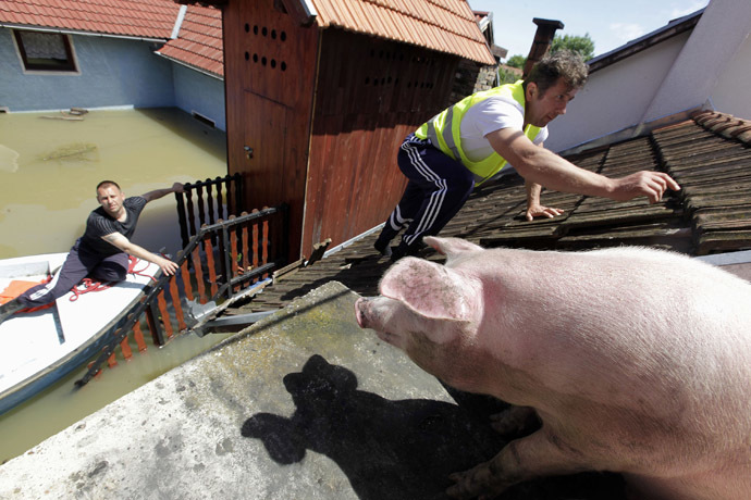 A man climbs on the roof of a house to feed pigs they rescued during heavy floods in the village of Vojskova, May 19, 2014. (Reuters/Srdjan Zivulovic)