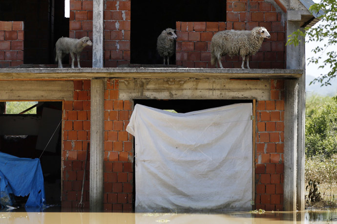 Sheep are seen on the terrace of a flooded house in Obrenovac, southwest of Belgrade, May 20, 2014. (Reuters/Marko Djurica)