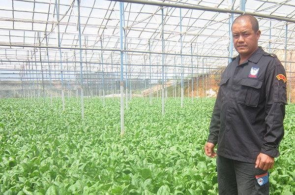 Mô hình trồng pó xôi sạch mang về cho gia đình anh Nguyễn Văn Thi tiền tỷ mỗi năm