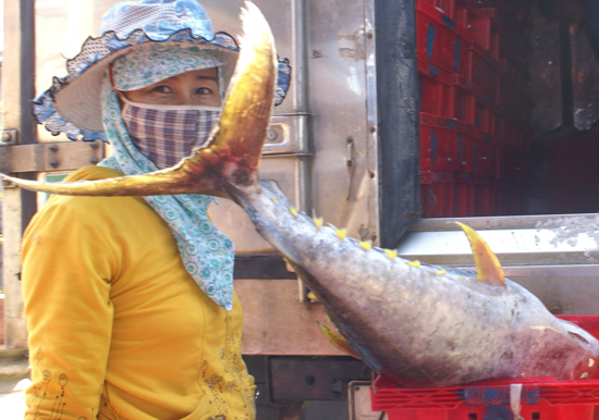 Cá “vàng vi” một mặt hàng xuất khẩu giá trị.