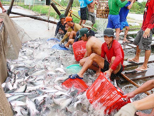 Người nuôi cá tra ở ĐBSCL không chỉ đối diện với tình trạng giá cả bấp bênh mà còn bị doanh nghiệp 
thiếu nợ dây dưa Ảnh: THỐT NỐT