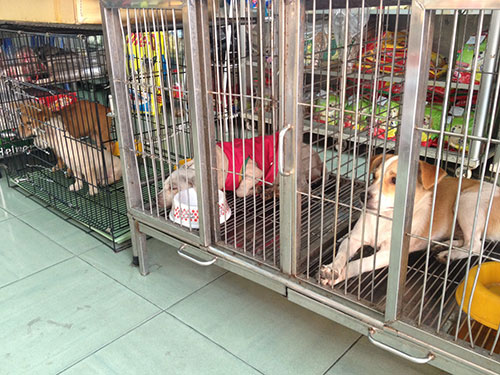Những chú chó được chủ gửi tại Phòng Thú y K9 (quận 7, TP HCM)
