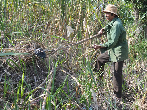 Ông Võ Bi chặt bỏ mía để chuẩn bị cho mùa vụ tiếp theo