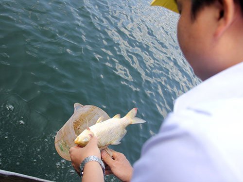 Nhân viên thú y lấy mẫu cá chết ở hồ Nước Trong về xét nghiệm tìm nguyên nhân