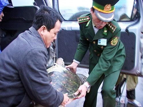 Con rùa biển ở xã Lộc Vĩnh được thả về biển