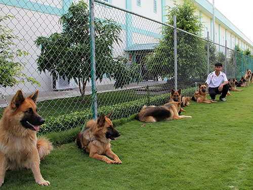 Huấn luyện chó tại Trung tâm Huấn luyện và Sử dụng chó nghiệp vụ 911 (quận 4)