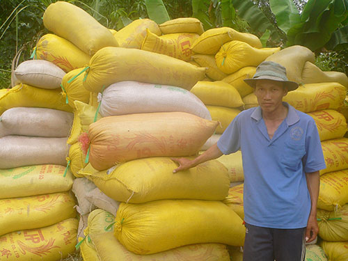 Do xuất khẩu gặp khó khăn, hiện các doanh nghiệp ở ĐBSCL dè dặt thu mua khiến lúa tồn trong dân rất lớn 
Ảnh: THANH VÂN