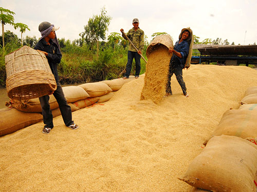 Nông dân ĐBSCL thu hoạch lúa Ảnh: NGỌC TRINH