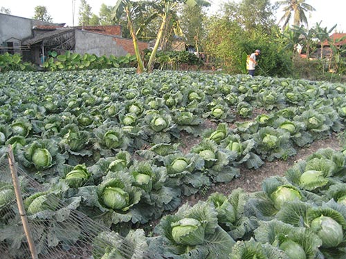 Nhiều nhà vườn ở phường Phú Thứ, quận Cái Răng, TP Cần Thơ bỏ thí ruộng bắp cải, không màng thu hoạch do giá quá thấp