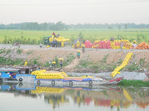 Thương lái thu mua lúa tươi của nông dân huyện Tịnh Biên, tỉnh An Giang Ảnh: Thanh Vân