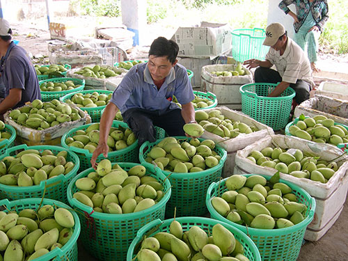 Thu hoạch xoài cát Hòa Lộc ở ĐBSCL Ảnh: NGỌC TRINH