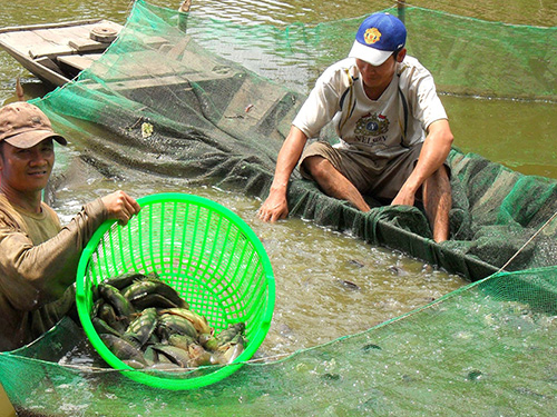 Thu hoạch cá rô đầu vuông ở huyện Vị Thủy, tỉnh Hậu Giang Ảnh: CA LINH