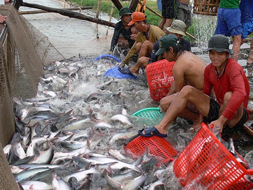 Cá da trơn đóng góp lớn vào kim ngạch xuất khẩu thủy sản của Việt Nam Ảnh: THANH VÂN