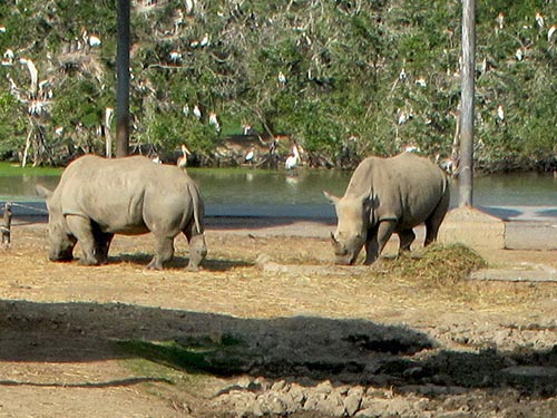 Tê giác tại vườn thú Safari World ở Bangkok - Thái Lan Ảnh: TẤN THẠNH