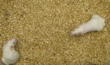 
	Thí nghiệm trên chuột nhân hóa về hệ miễn dịch giúp nghiên cứu chống đào
	thải sau khi cấy ghép tế bào gốc phôi người. Ảnh: ĐH CALIFORNIA