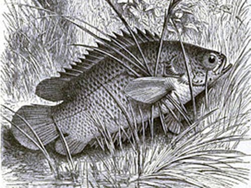 Cá rô đồng Ảnh: Wikipedia