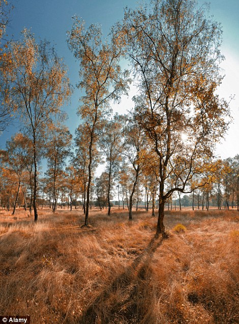 Thị trấn Schaarsbergen - Netherlands.