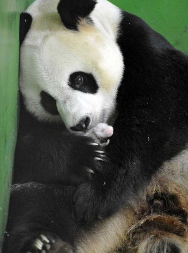 Gấu mẹ Ju Xiao được theo dõi chặt chẽ trước khi sinh