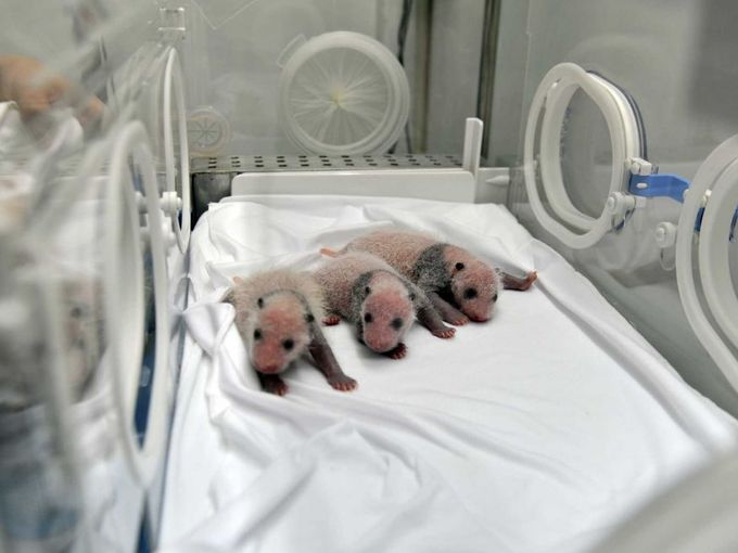 Ba chú gấu trúc sinh ba vừa chào đời cuối tháng 7