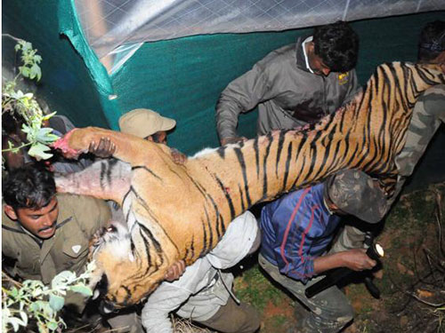 Con hổ bị bắn chết ở bang Tamil Nadu gần đây Ảnh: The Hindu
