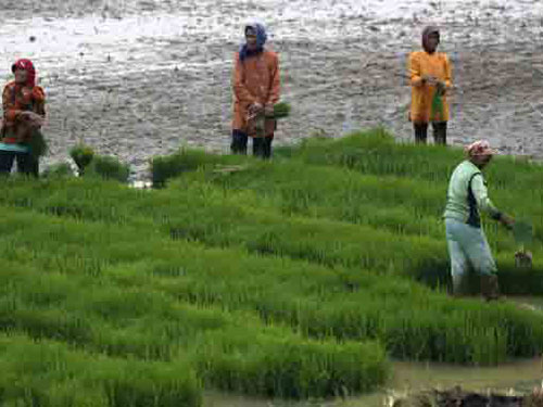 Một cánh đồng lúa tại Subang, tỉnh Tây Java - Indonesia  Ảnh: REUTERS