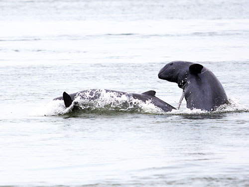 Cá heo Irrawaddy có nguy cơ bị đập thủy điện tận diệt Ảnh: WWF