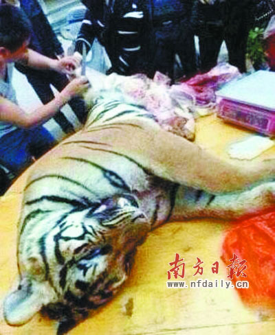 Một con hổ bị xẻ thịt bán ở Lôi Châu Ảnh: NHẬT BÁO NAM PHƯƠNG
