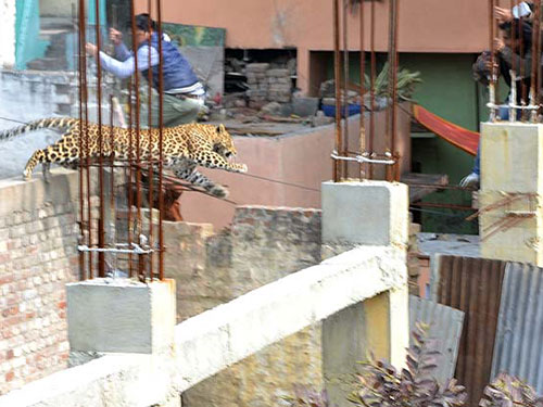 Con báo đi hoang tại Meerut Ảnh: Hindustan Times