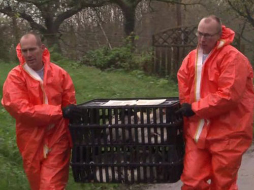 Nhà chức trách Hà Lan cho tiêu hủy  150.000 con gà tại trang trại xuất hiện virus H5N8  Ảnh: BBC