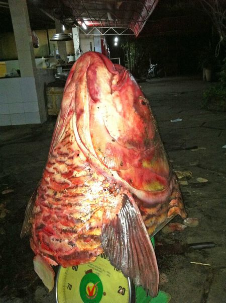 Cá hô- loài cá “khủng” từng thống trị trên sông Vàm Nao.