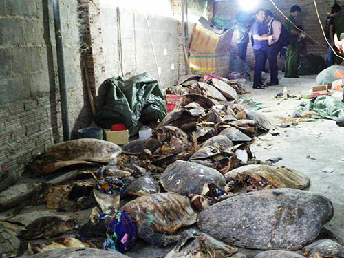 Khoảng 4.000 con rùa đã chết được phát hiện tại Khánh Hòa