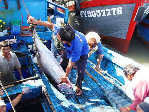 Cá ngừ đại dương, một sản phẩm chính được chọn để xúc tiến thương mại 
trong Festival Thủy sản Việt Nam 2014