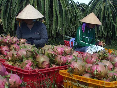 Thanh long Việt Nam đã bảo đảm các tiêu chuẩn để xuất khẩu sang New Zealand  Ảnh: LÊ TRƯỜNG