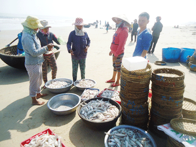 Cá khoai được chuẩn bị chuyển đi tiêu thụ.