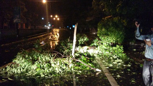 Nhiều cây cối ở TP Hạ Long bị ngã khi bão đi quaẢnh: TRỌNG ĐỨC