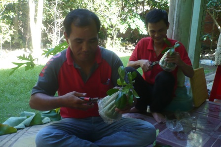 Nông dân Hậu Giang thu hoạch lứa bưởi tay Phật đầu tiên