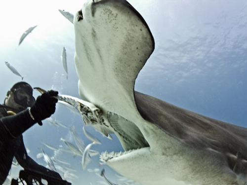 Thợ lặn một mình đối diện với hàm cá mập
