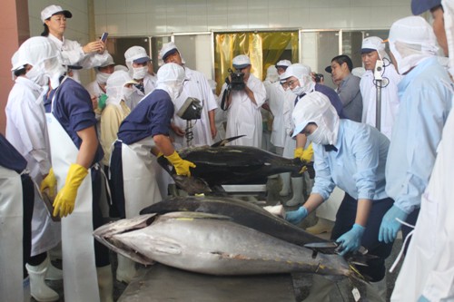 Lô cá ngừ Bình Định đấu giá thành công tại Nhật