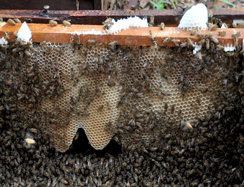 Ong tạo mật chứa đầy trên những mảng sáp trong thùng nuôi. Chi phí đầu tư ban đầu của các chủ trang trại ong khoảng 2 tỷ đồng (mua giống, đóng thùng, mua sáp, thức ăn, tiền vận chuyển, trả tiền công cho khoảng 12 lao động).