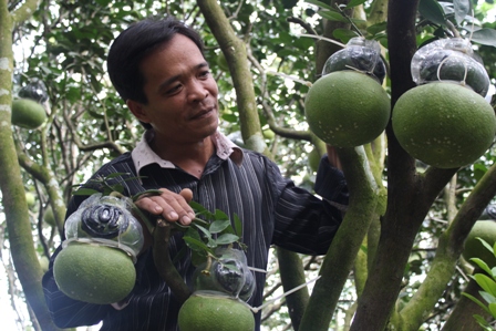 Nông dân vùng sông nước Cửu Long nổi tiếng với bưởi hồ lô giờ có thêm bưởi tay Phật