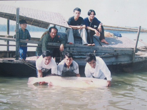 Cá sú vàng nặng 67 kg do anh Đậu Nghi Lới (huyện Nghi Xuân, tỉnh Hà Tĩnh) bắt năm 1998. (Ảnh do gia đình cung cấp)